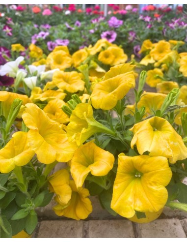 POTUNIA vaso 10cm: Massima Fioritura! Facili da Coltivare