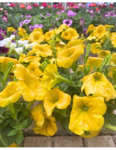 POTUNIA vaso 10cm: Massima Fioritura! Facili da Coltivare