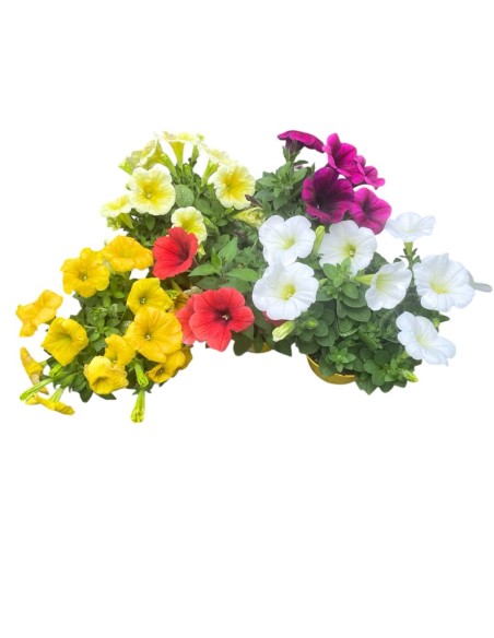 POTUNIA vaso 10cm: Massima Fioritura! Facili da Coltivare