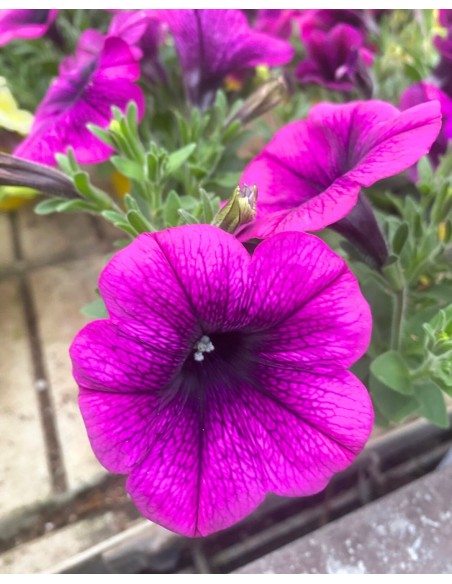 POTUNIA vaso 10cm: Massima Fioritura! Facili da Coltivare