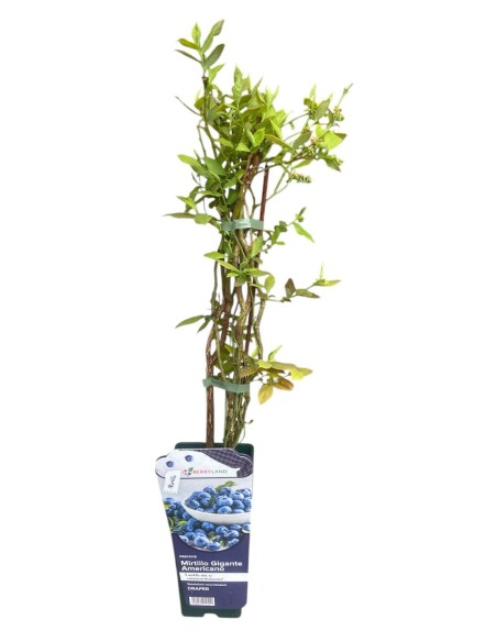 MIRTILLO GIGANTE PRECOCE - Frutti Grandi e Gustosi