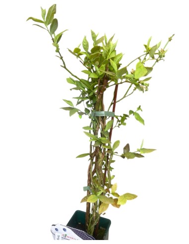 MIRTILLO GIGANTE PRECOCE - Frutti Grandi e Gustosi