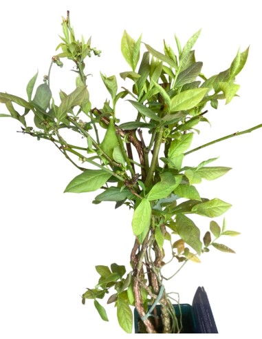 MIRTILLO GIGANTE PRECOCE - Frutti Grandi e Gustosi