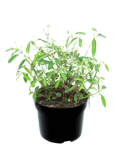 EUPHORBIA DIAMOND FROST Pianta annuale molto resistente