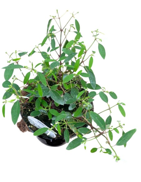 EUPHORBIA DIAMOND FROST Pianta annuale molto resistente