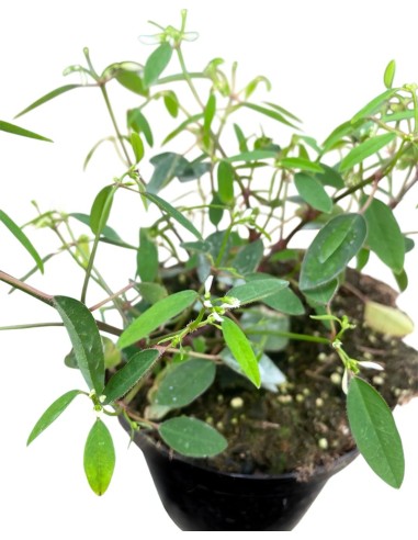 EUPHORBIA DIAMOND FROST Pianta annuale molto resistente