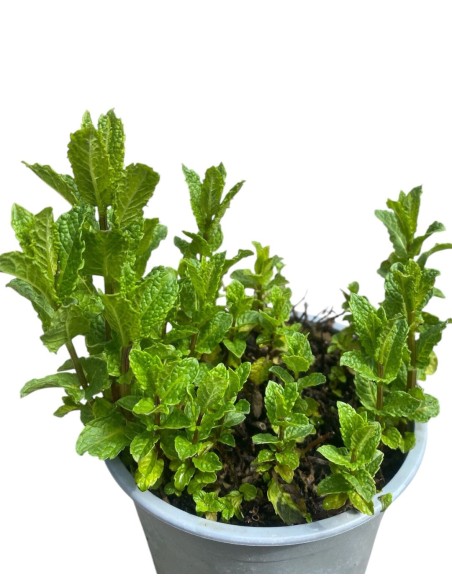 MENTA MOJITO Vaso 14: Aroma Fresco per i Tuoi Cocktail