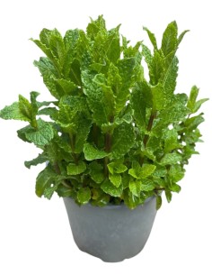 MENTA MOJITO Vaso 14: Aroma Fresco per i Tuoi Cocktail