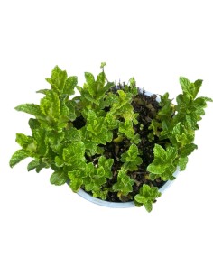 MENTA MOJITO Vaso 14: Aroma Fresco per i Tuoi Cocktail 2