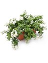 BALCONETTA SOLANUM JASMINOIDES 'Gelsomino di notte' 40 cm