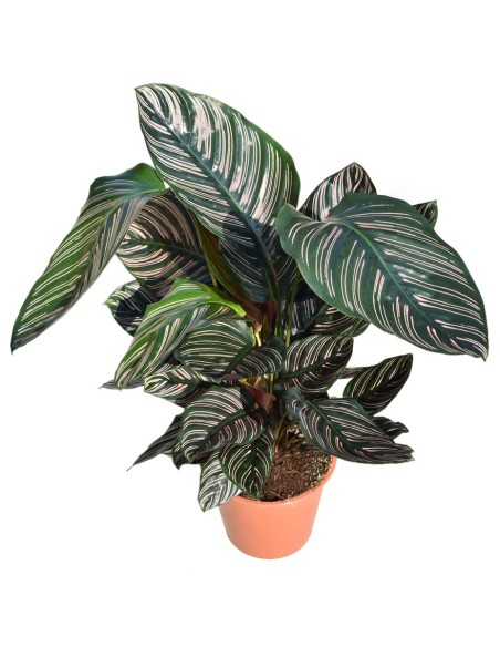 CALATHEA 'ORNATA  Foglie rosa e verdi. Purifica l'aria.