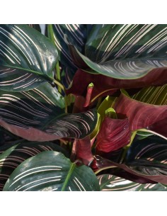 CALATHEA 'ORNATA  Foglie rosa e verdi. Purifica l'aria. 2