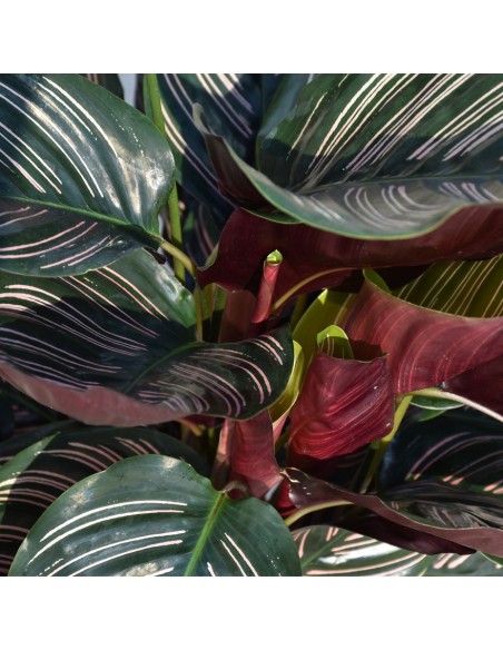 CALATHEA 'ORNATA' Foglie rosa e verdi. Purifica l'aria.