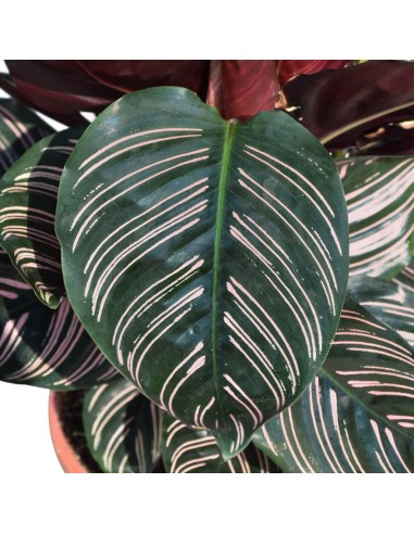 CALATHEA 'ORNATA' Foglie rosa e verdi. Purifica l'aria.