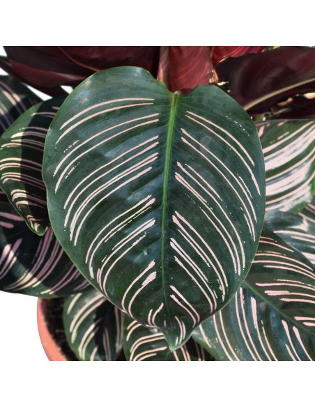 CALATHEA 'ORNATA' Foglie rosa e verdi. Purifica l'aria.