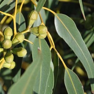 Grappa contro il raffreddore: ingredienti, ricetta e preparazione