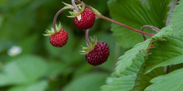 Grappa con le Fragoline di Bosco: scopri subito la ricetta e la preparazione