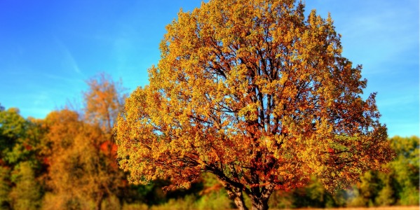 Come è fatto un albero? Tutto quello che dovresti sapere sulla sua struttura e composizione