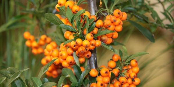 Liquore all’Olivello Spinoso