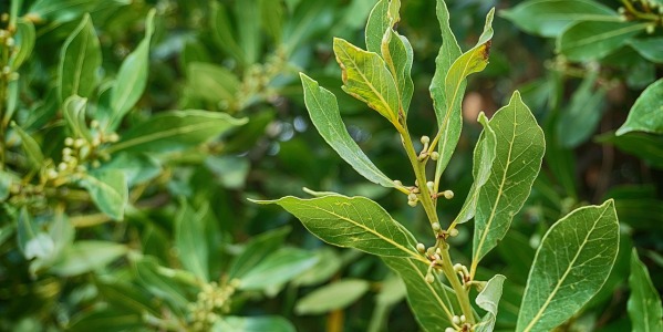 Il Laurino, Liquore di alloro