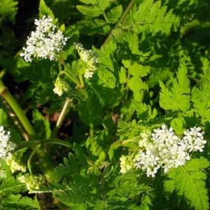 La Finocchiella