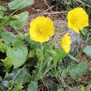 Grappa di Ambretta