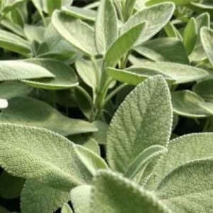 Grappa alla Salvia