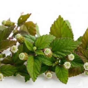 Lippia dolce