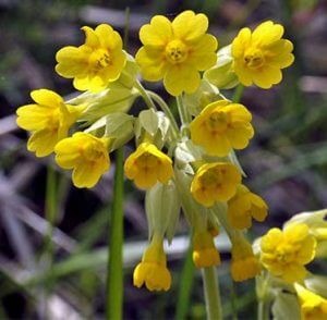 Grappa Antinfluenzale di Primula