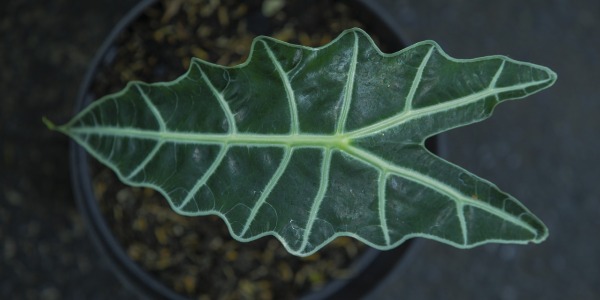 Alocasia polly: come coltivarla e curarla