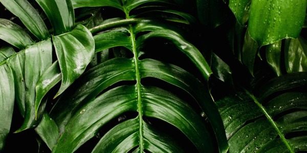 Calathea: guida completa a varietà, cura e caratteristiche