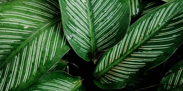 Calathea ornata: caratteristiche, cura e varietà a confronto