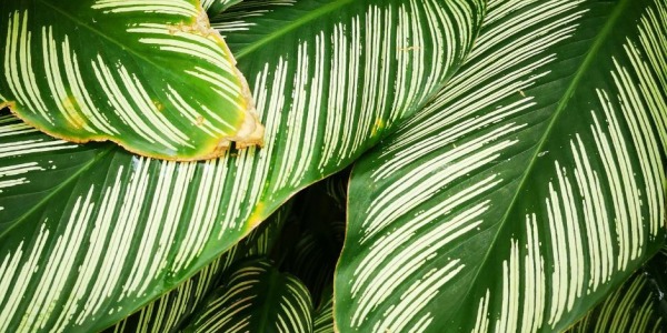 Calathea con foglie gialle o marroni? Ecco cosa fare subito