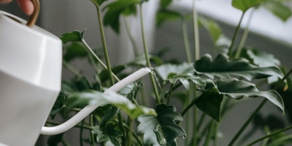 Calathea cura e manutenzione: la guida pratica passo dopo passo