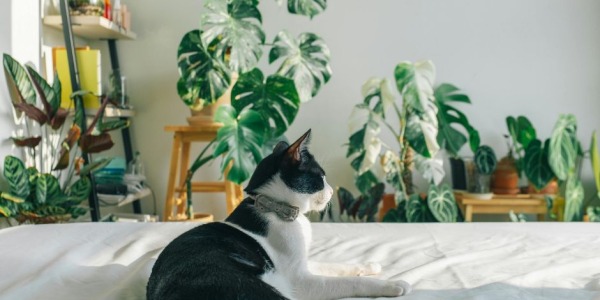 Calathea e gatti: è davvero una pianta sicura per i tuoi animali?