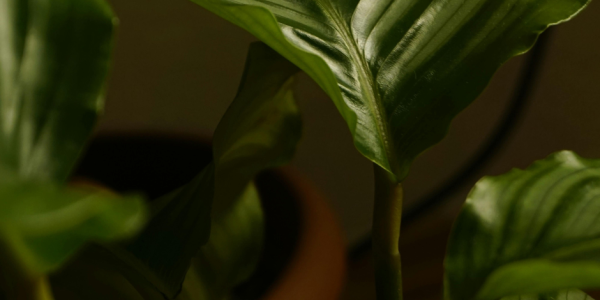 Perché la calathea si muove? Il segreto della pianta della preghiera