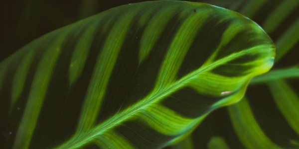Come curare la Calathea Makoyana: la guida passo dopo passo