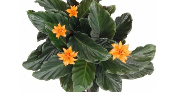 Fioritura della calathea: quali varietà fioriscono e come curarle