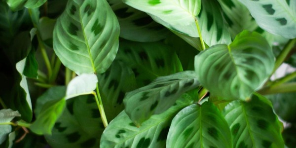 Calathea e Maranta: differenze, somiglianze e come distinguerle