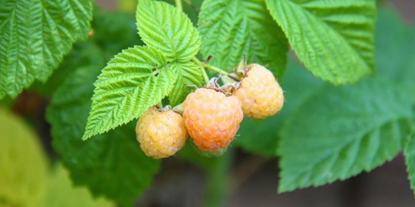 Lampone giallo: caratteristiche, sapore e come coltivarlo