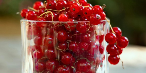 Ribes: varietà, proprietà e come coltivare la pianta in giardino