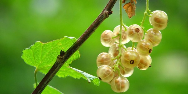 Uva spina: cos'è, proprietà e come coltivare la pianta
