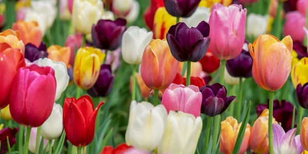 Storia dei tulipani: curiosità e simbologia di questi fiori meravigliosi