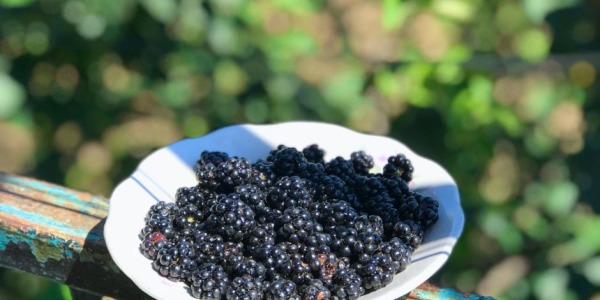 More senza spine: le migliori varietà per il giardino