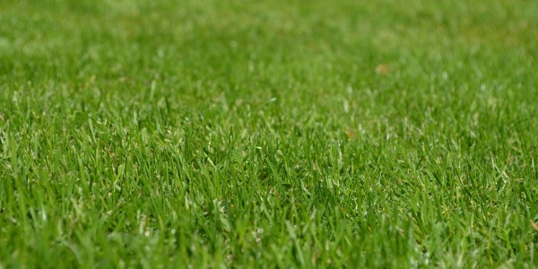 Come seminare il prato erboso in autunno: la guida per la semina passo dopo passo