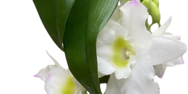 Tipi di orchidee Dendrobium: le varietà più belle da coltivare in casa