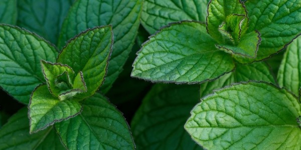 Menta selvatica: come riconoscerla, raccoglierla e usarla in cucina