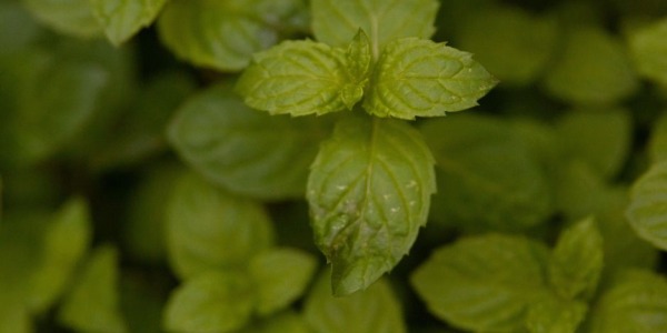 Menta romana: cos'è, come coltivarla e differenze con la mentuccia