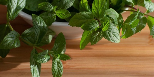 Menta glaciale: coltivazione, usi e proprietà della varietà più rinfrescante