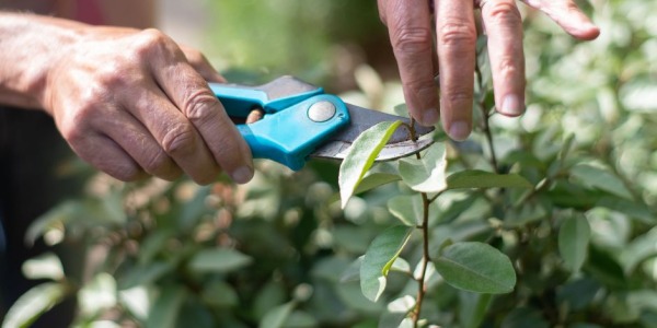 Potatura mirtillo: quando farla, tecniche e errori da evitare